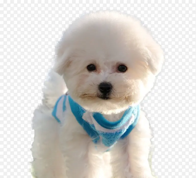 戴围巾的比熊幼犬