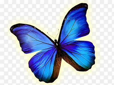 蓝色发光蝴蝶