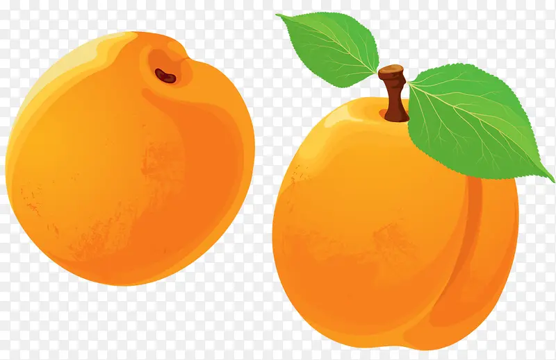 手绘黄杏