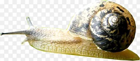 斑点蜗牛爬行动物
