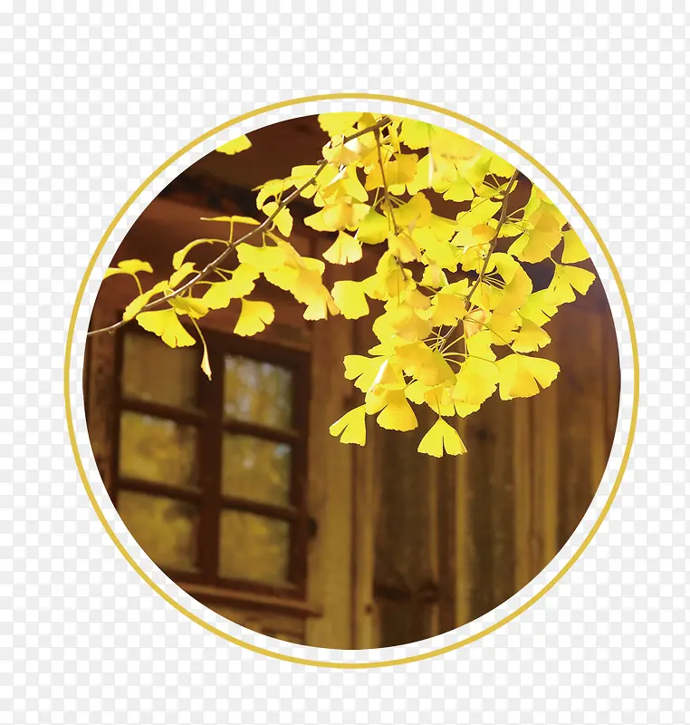 二十四节气秋天银杏