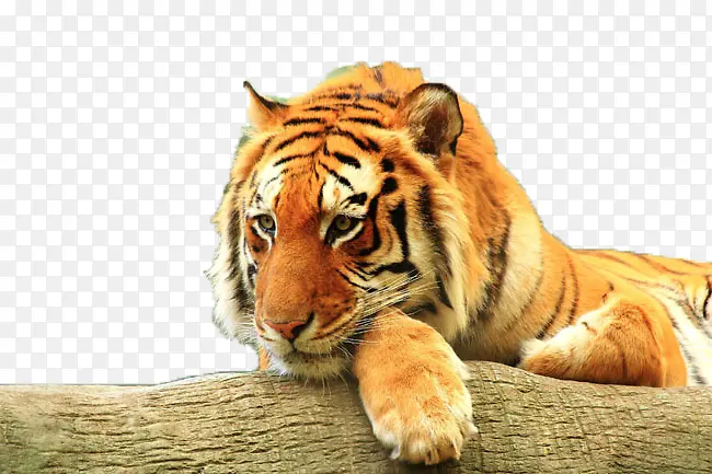 一只老虎