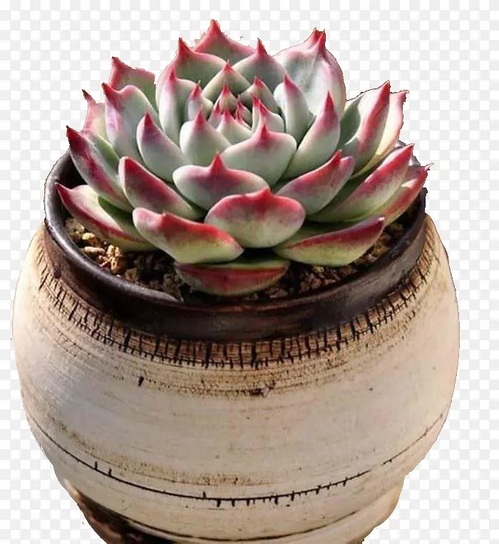 白盆中的绿色植物