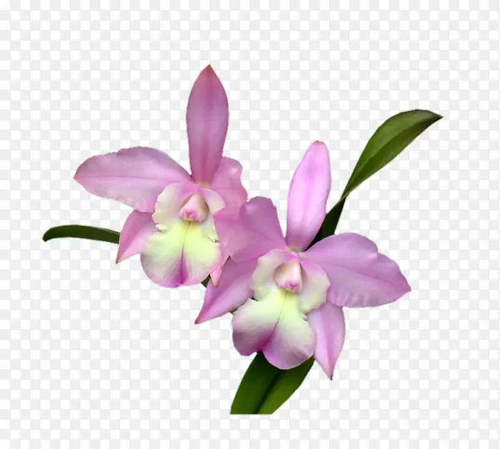 粉色蝴蝶兰