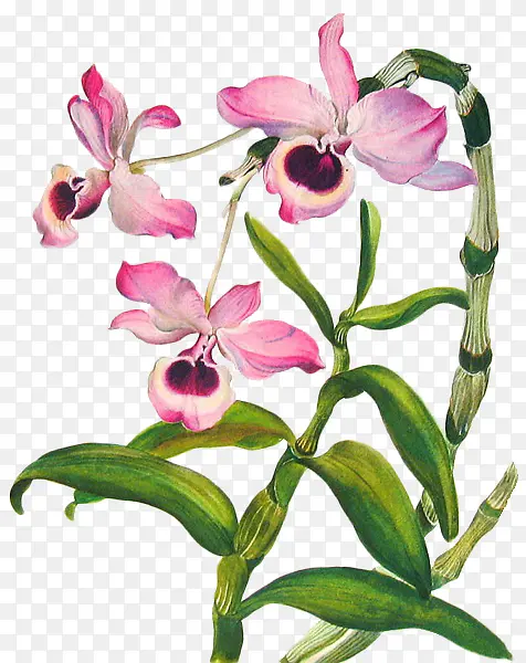 粉色个性蝴蝶兰花朵