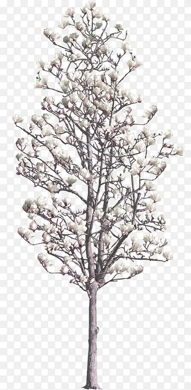 白色玉兰花树木装饰图案