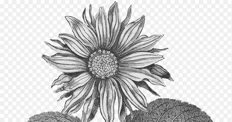 手绘风格黑白向日葵