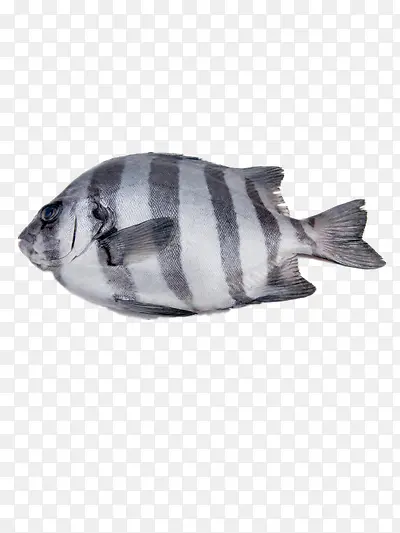 石斑鱼实物图