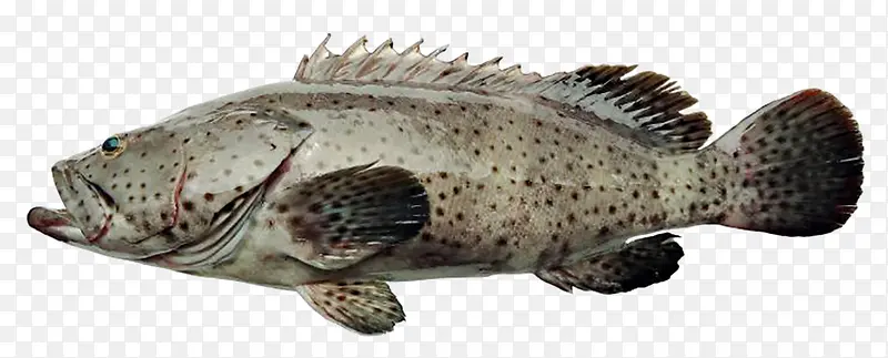 深海石斑鱼