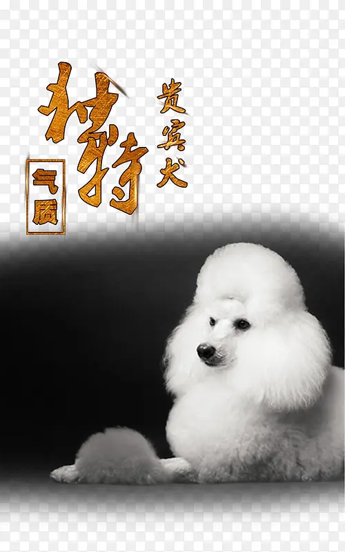 宠物广告