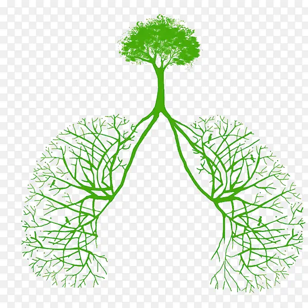 大树肺部的结构图