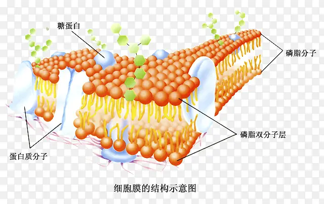 细胞膜结构