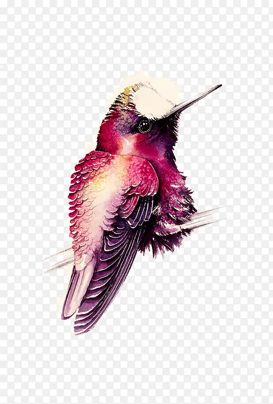 紫色的尖嘴鸟