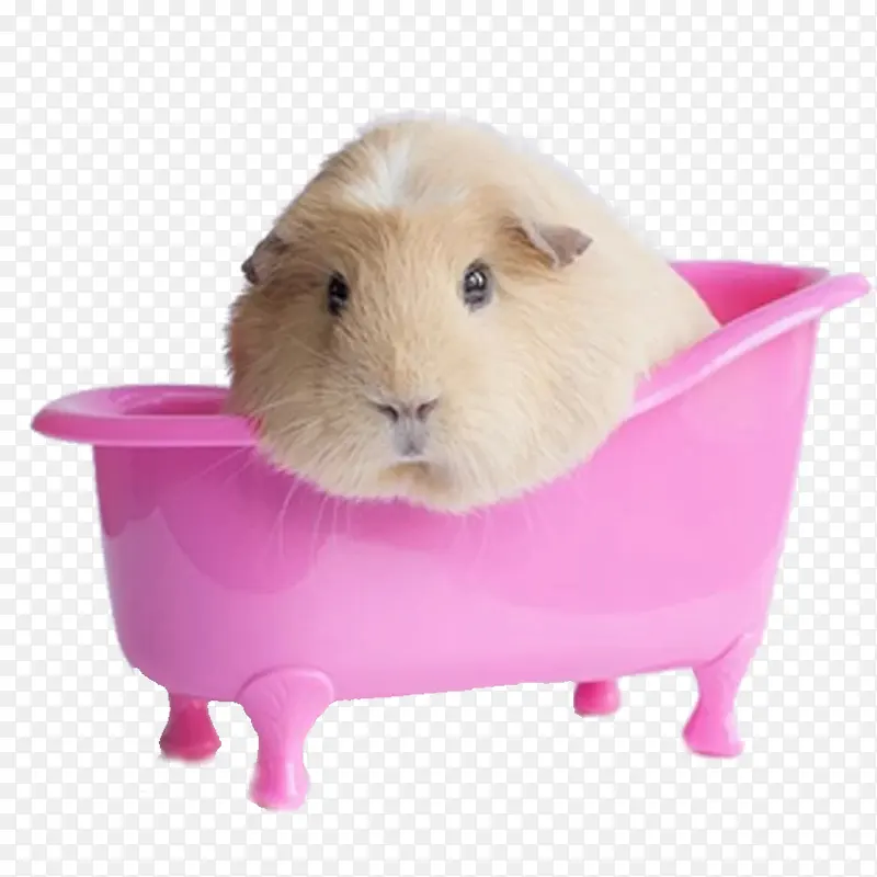 粉色盆子中的荷兰猪