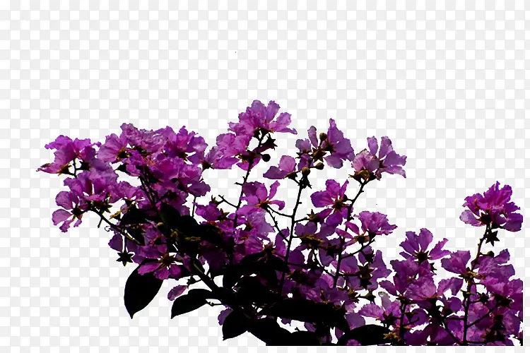 紫色怒放的紫薇花