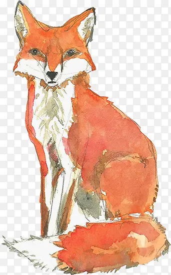 水彩红色的狐狸合成