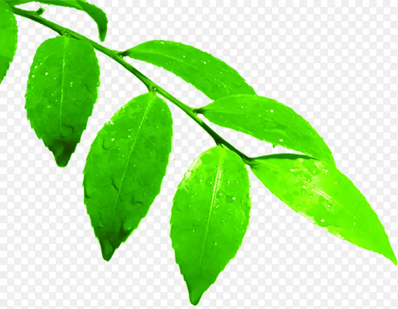 植物高清卡通绿叶水珠