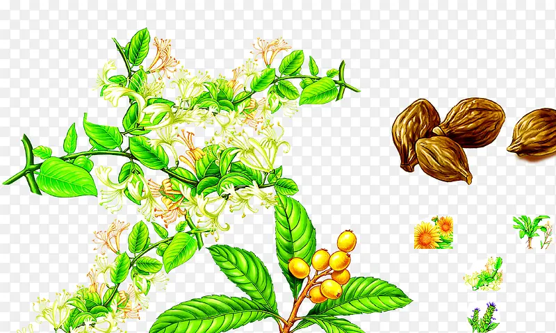 金银花降火药材设计