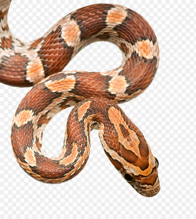黄斑蟒蛇