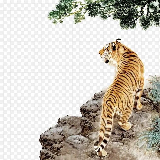 山崖上的老虎