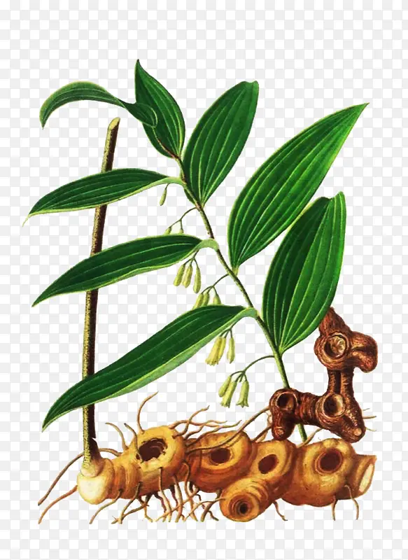 手绘黄精植物图片素材