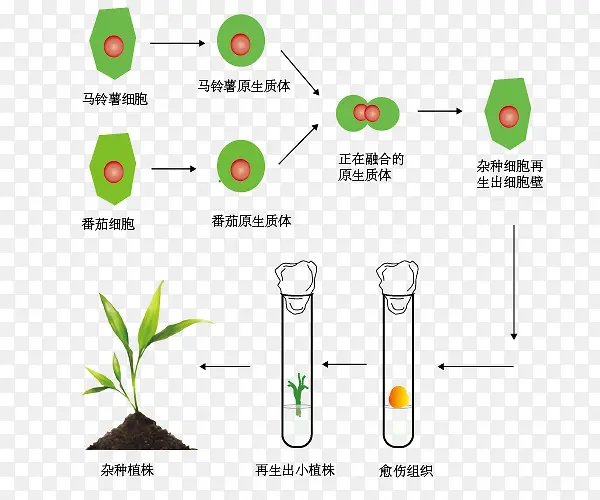植物体细胞融合照片