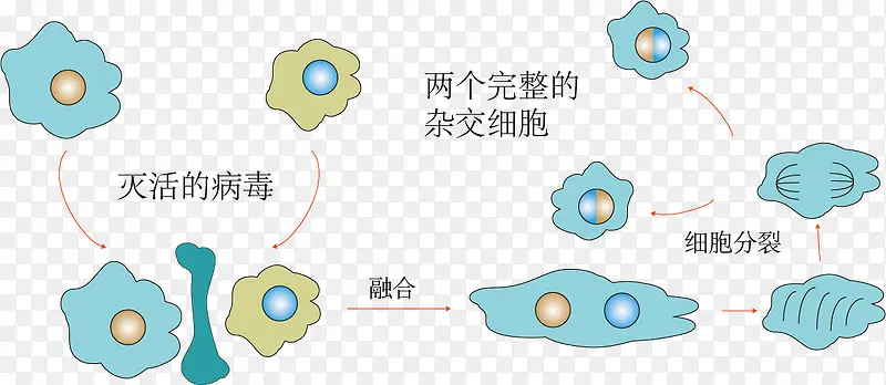 用灭活病毒诱导动物细胞融合