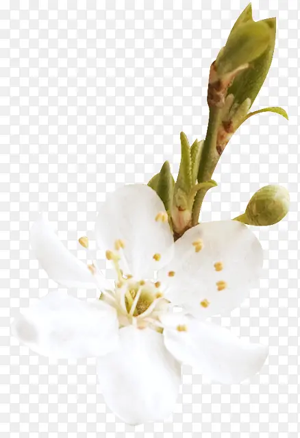 漂亮花枝
