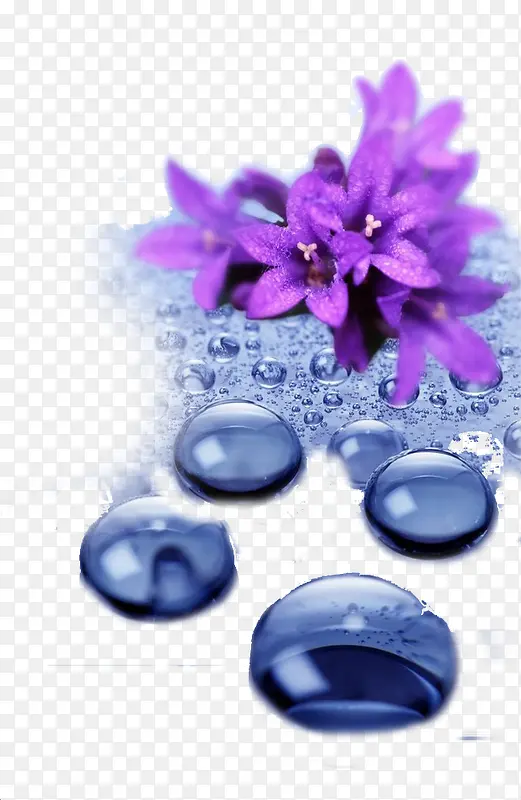 紫色水珠花朵