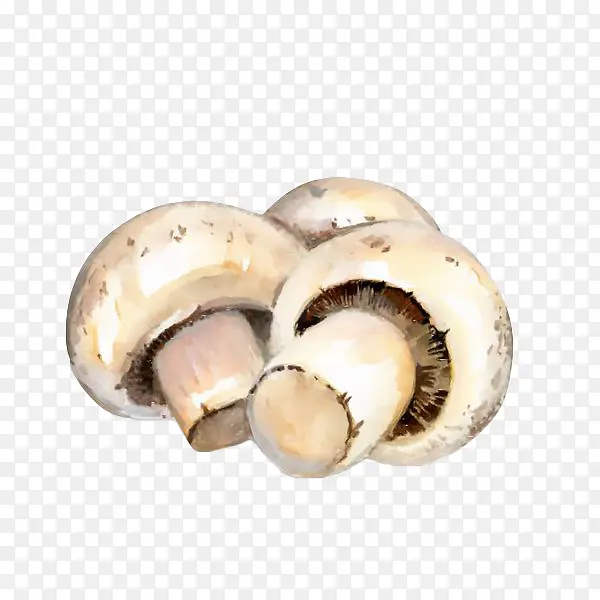 手绘双孢蘑菇