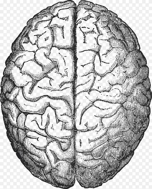 卡通手绘人体脑子