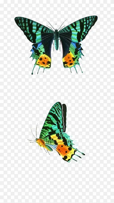 绿色光效翅膀蝴蝶