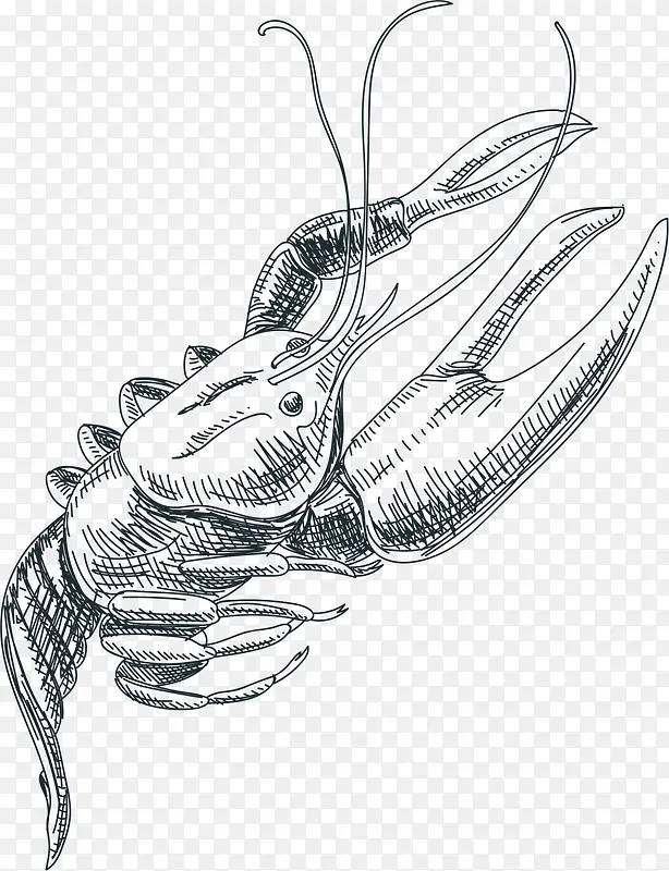 素描龙虾手绘简图