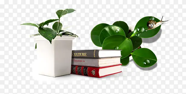 盆栽 书本 绿色植物