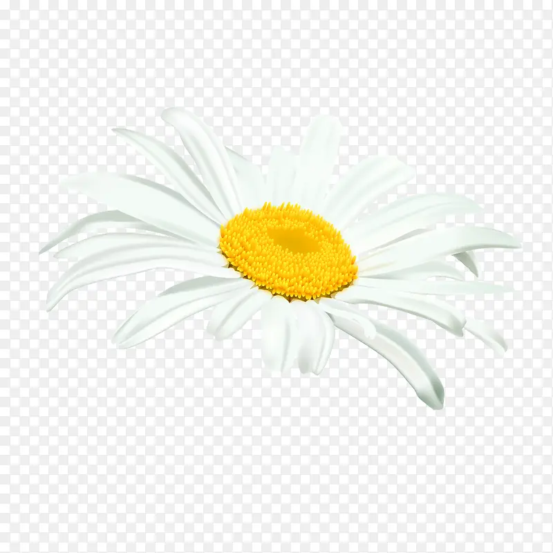 白叶黄菊