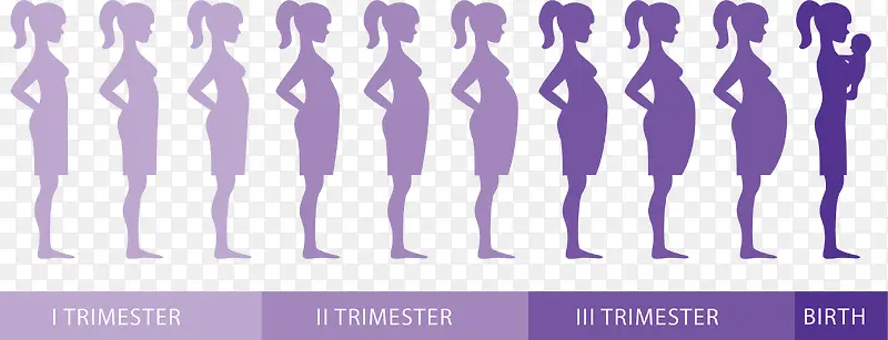 紫色怀孕过程