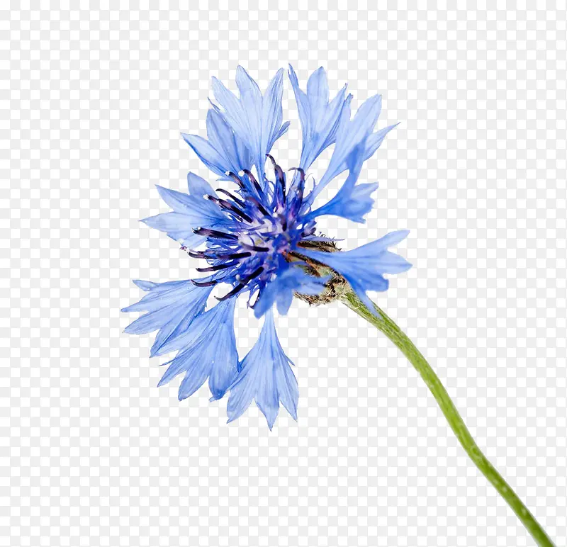 一朵蓝色小花