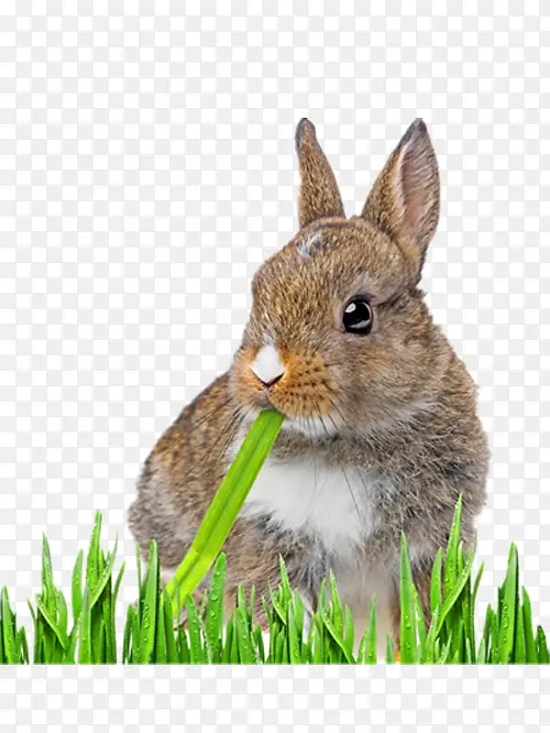 吃草兔子