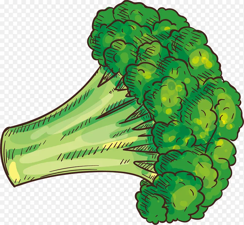 矢量图绿色的蔬菜