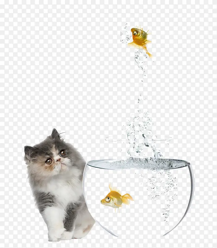 小猫和鱼