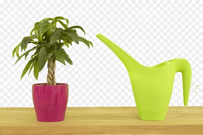 绿色植物