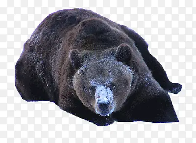大黑熊狗熊