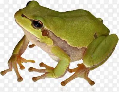 绿色青蛙