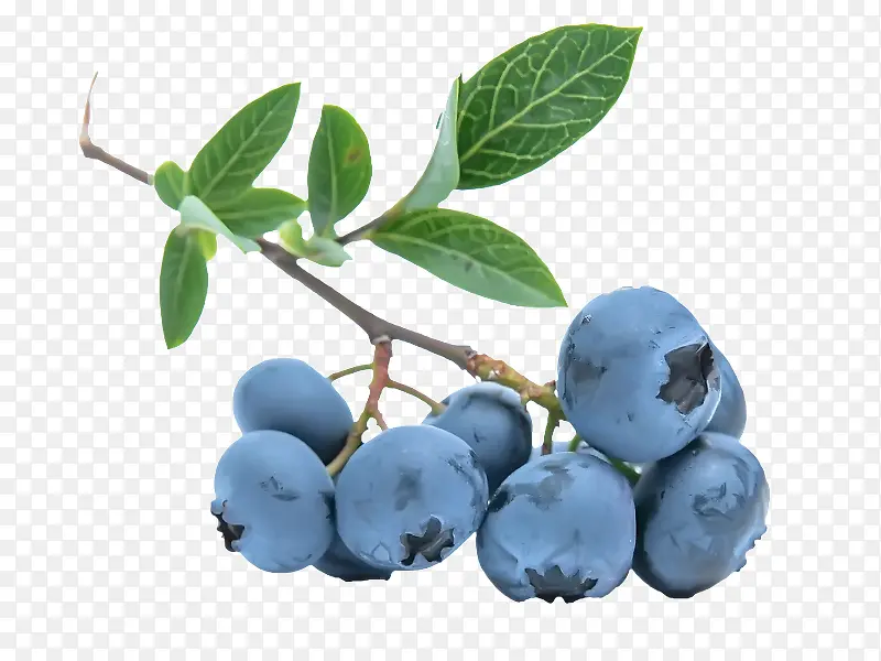 新鲜饱满的蓝莓
