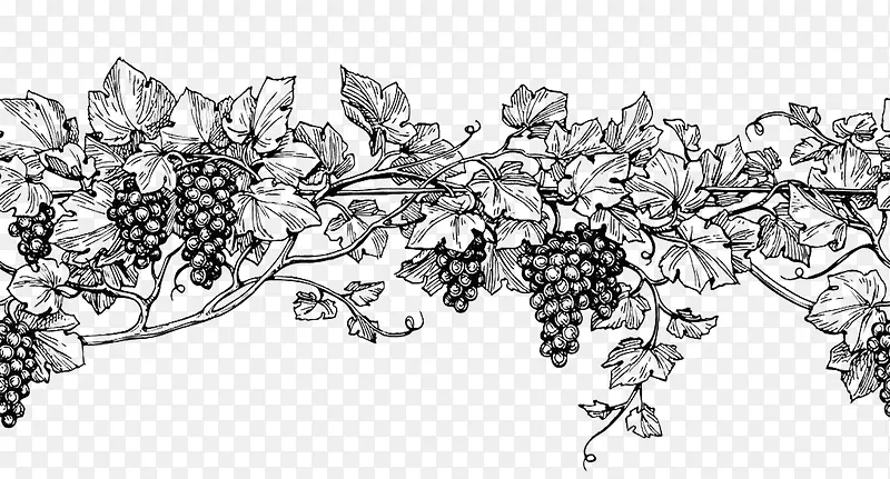 葡萄树手绘素描