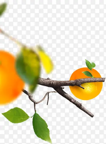 黄色橙子树枝