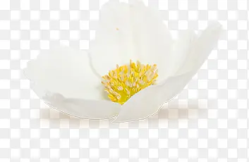 白花