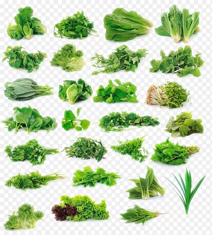 新鲜的绿色蔬菜