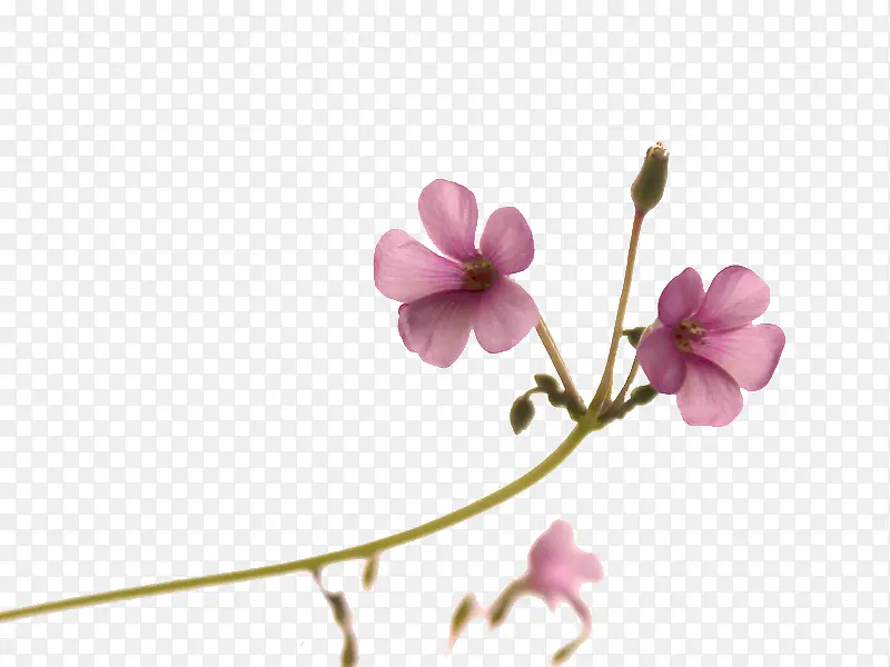 粉紫花朵儿