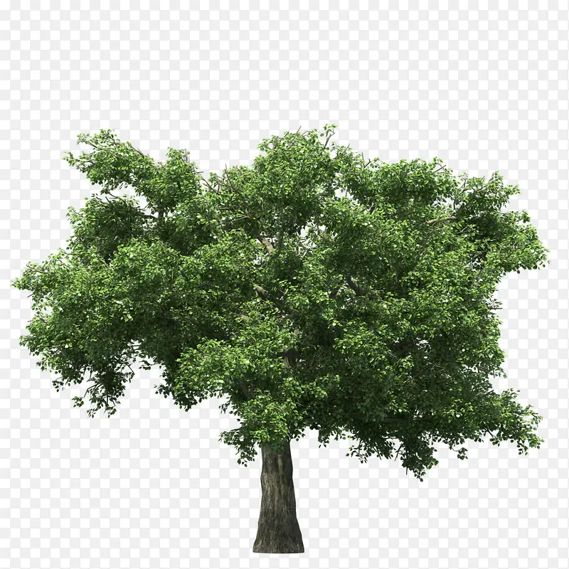 免抠透明树木PNG
